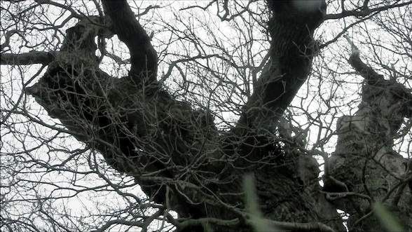 Close-up of the diabolic tree